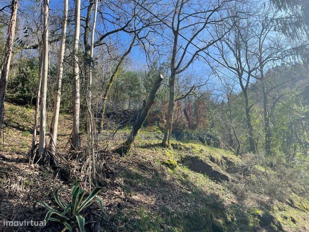 Terreno em São Miguel - Caniçada (Gerês) - Grande imagem: 4/22