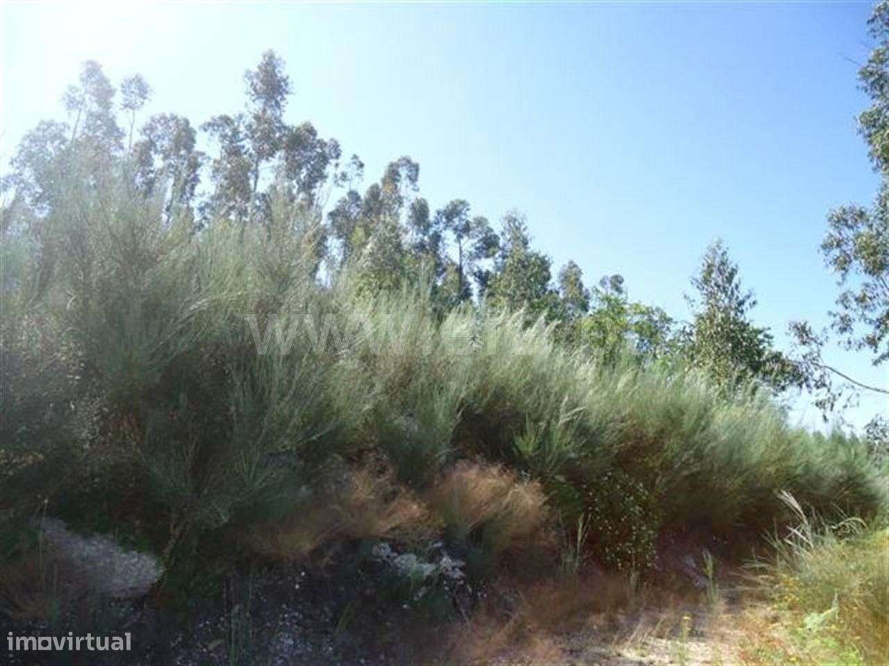 Terreno em Queimadela - Grande imagem: 4/4