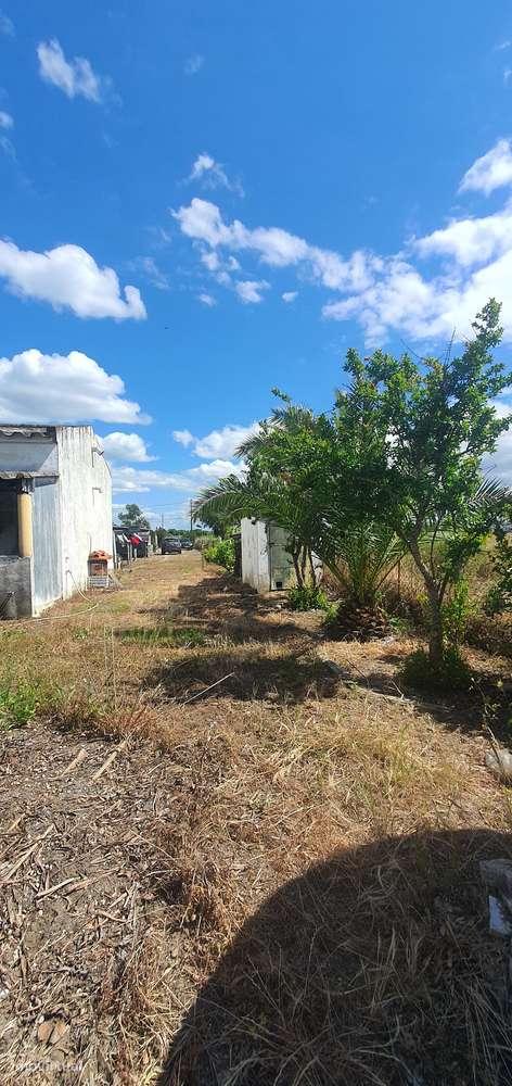 Quinta  5000m2 Viver no Campo Com a Cidade Por Perto Passil Alcochete-47