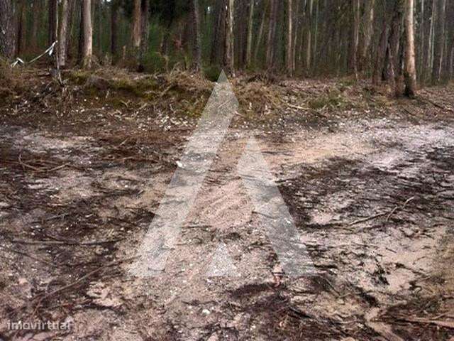Terreno eucaliptal a um passo do centro de Ílhavo - Grande imagem: 2/6