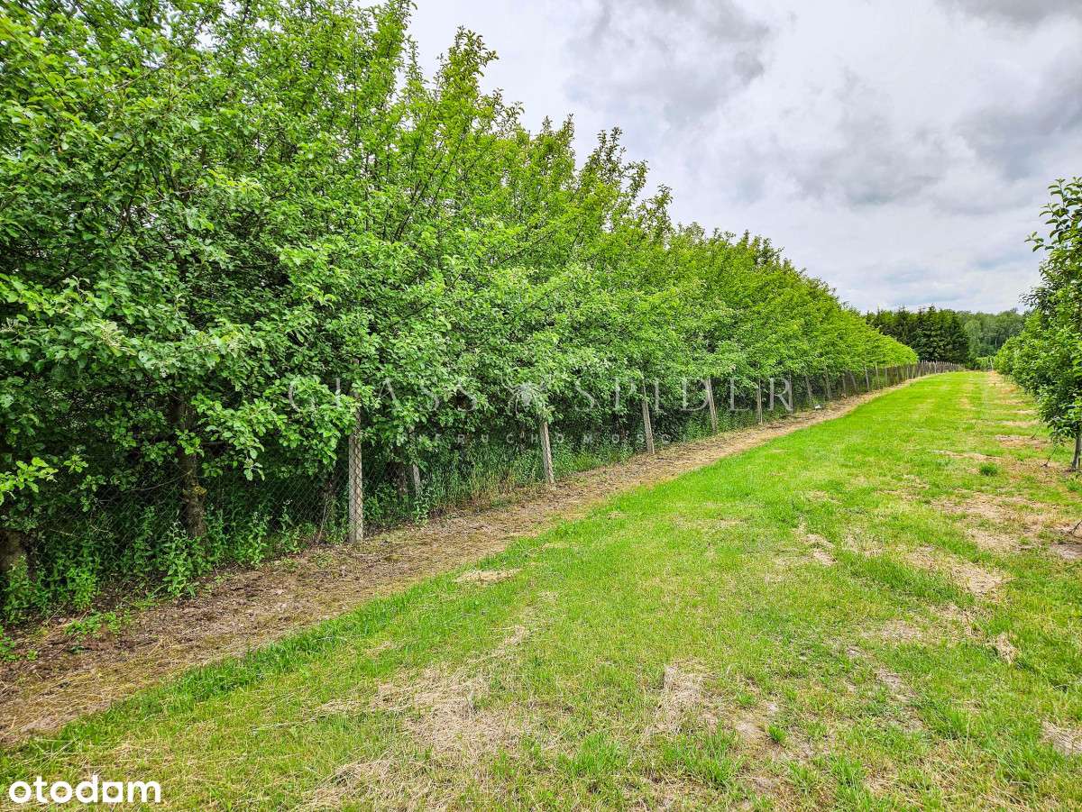 ⚡Chłodnia⚡Gospodarstwo rolne⚡Sad jabłoniowy⚡ - Pełny obrazek: 3/15