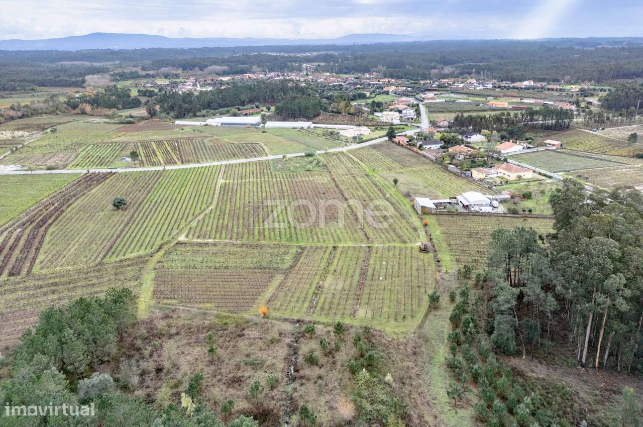Vinha com 22.000 m2 em Póvoa do Bispo | Cantanhede - Grande imagem: 5/15