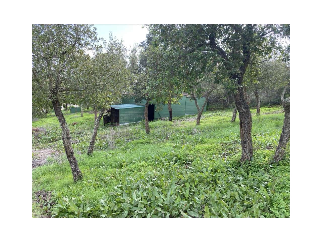 Terreno Rústico com Armazém - Grande imagem: 5/16