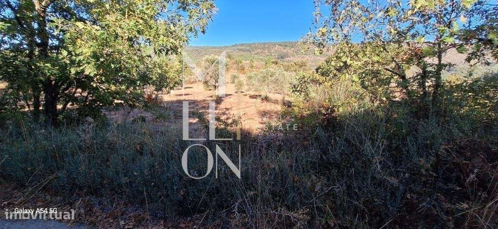Terreno com Pinhal e Olival- 127 - Grande imagem: 2/10