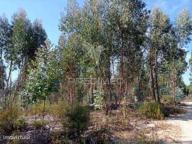 EUCALIPTAL 86.750 m2, Gavião - Grande imagem: 4/10