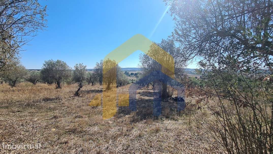 Quintinha  Venda em Santo Aleixo,Monforte - Grande imagem: 2/5