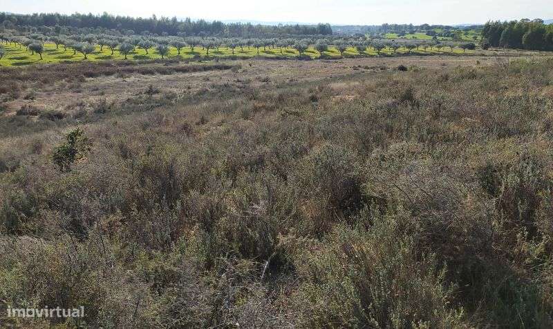 Terreno agrícola com 6ha. - Grande imagem: 4/7