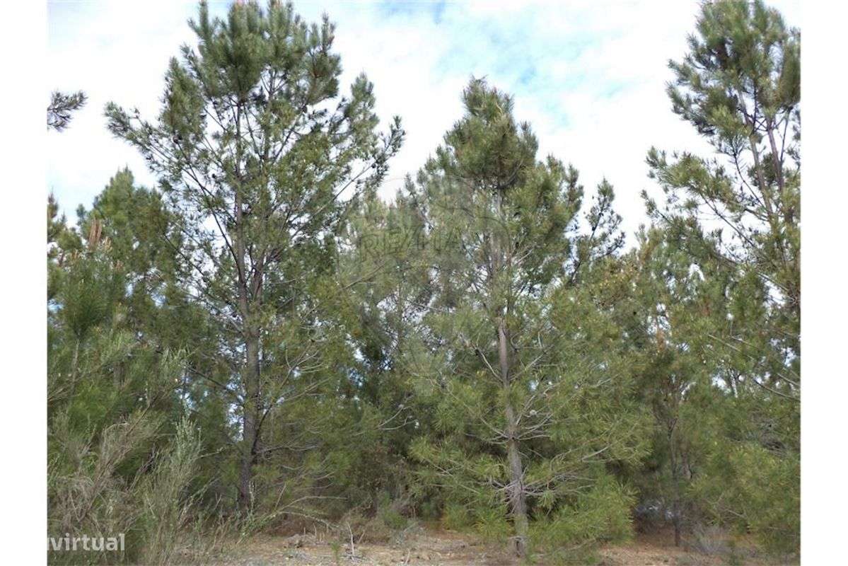 Quinta T0 para venda - Grande imagem: 3/24