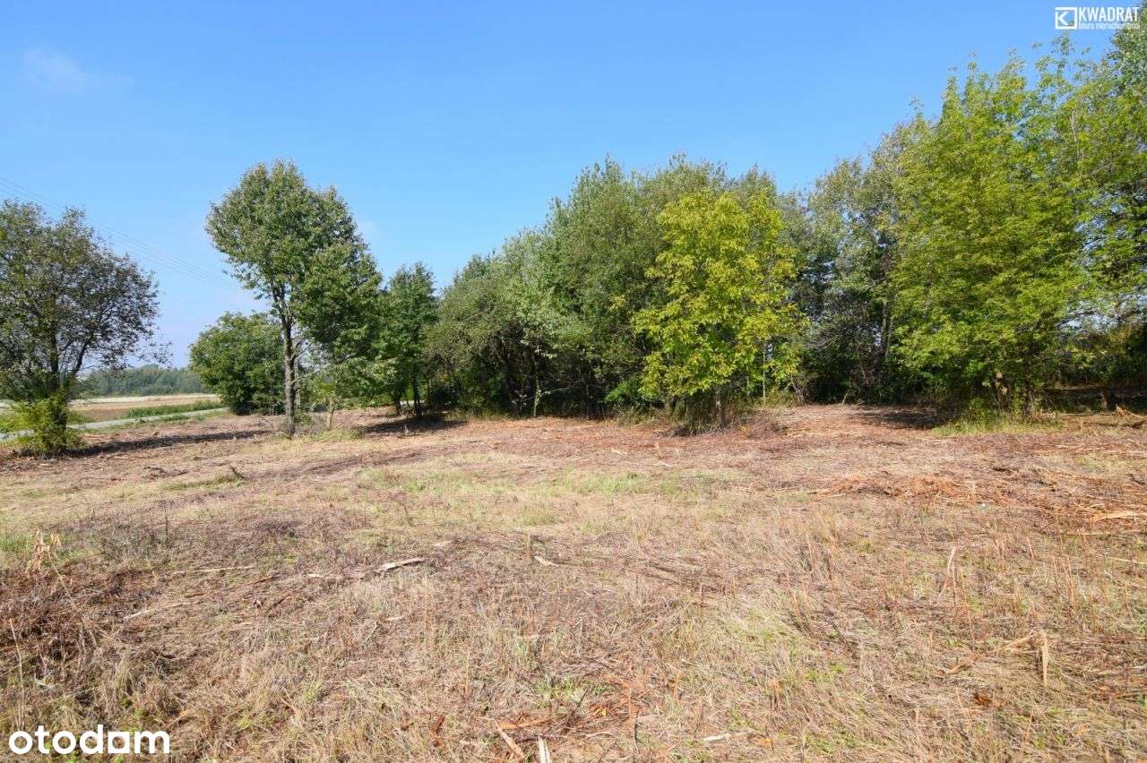 Jabłonna Pierwsza/ działka siedliskowa/ 21 ar - Pełny obrazek: 5/12