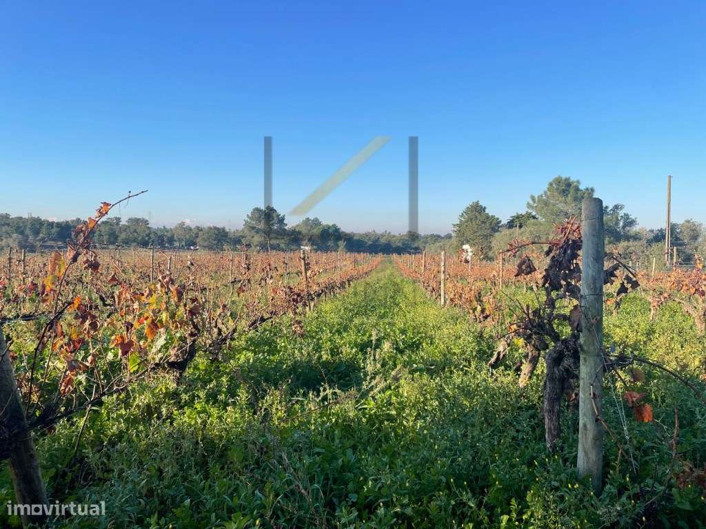 Terreno Rústico na Quinta do Anjo, Palmela - 9306 m² - Grande imagem: 2/6