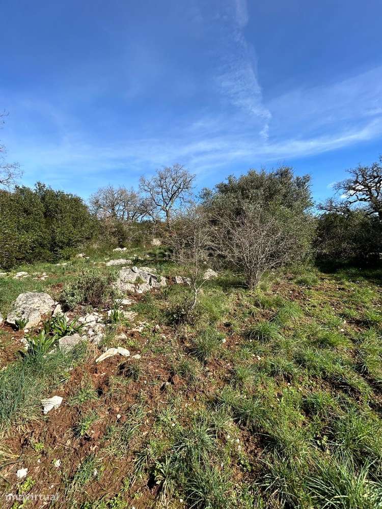 Terreno Rústico Alcaria - Grande imagem: 4/10