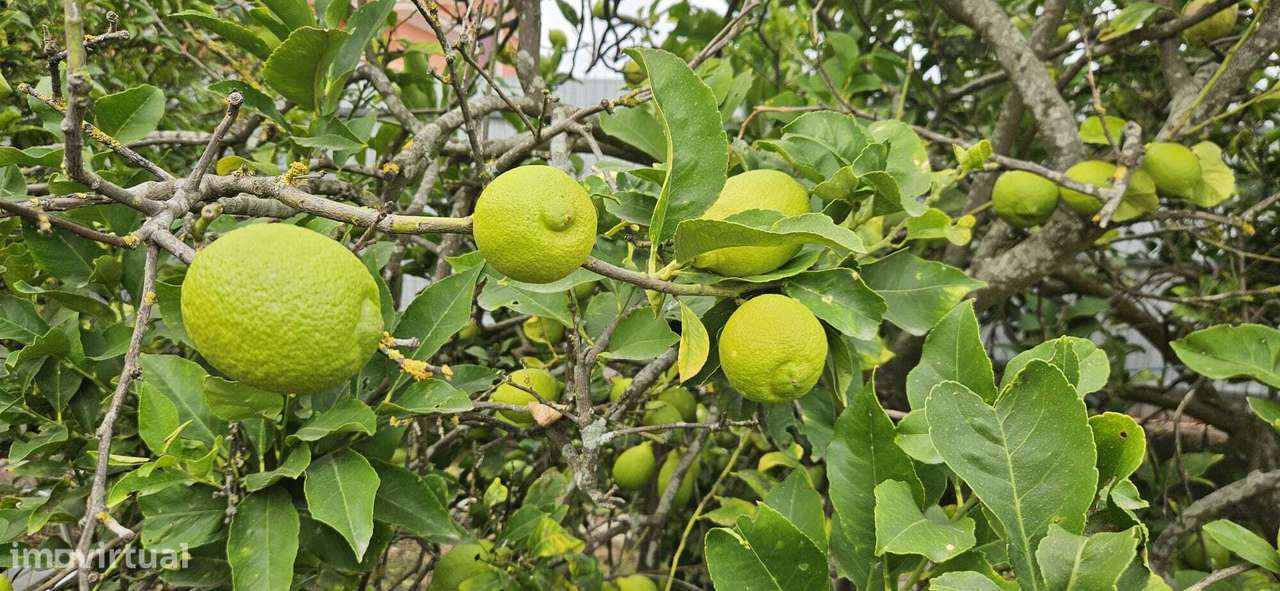 Moradia Térrea / Quintinha em Foros de Salvaterra-43