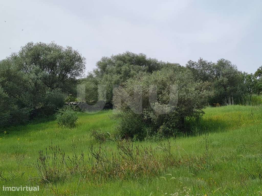 Terreno na Encosta do Castelo de Monsaraz-14