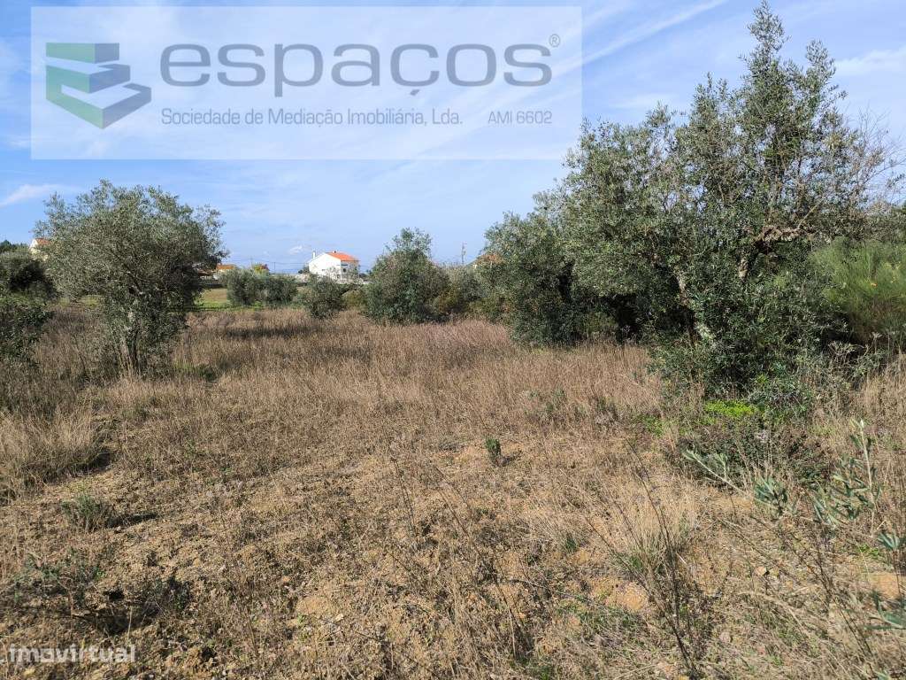 Terreno com olival e sobreiros - Salgueiro do Campo - Grande imagem: 3/7