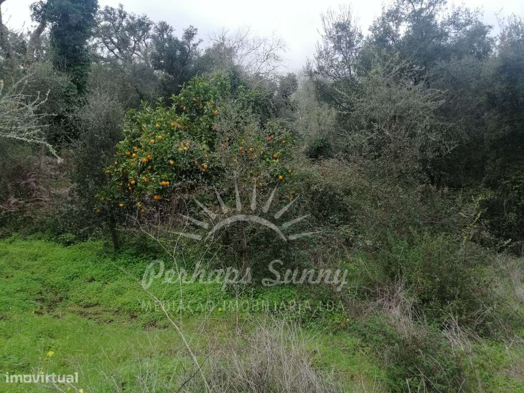 Quinta em Relíquias - Odemira-24