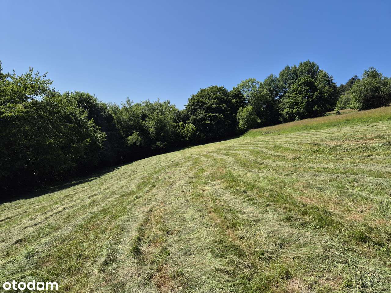 Prawie w centrum....a jak cudownie - Pełny obrazek: 4/14