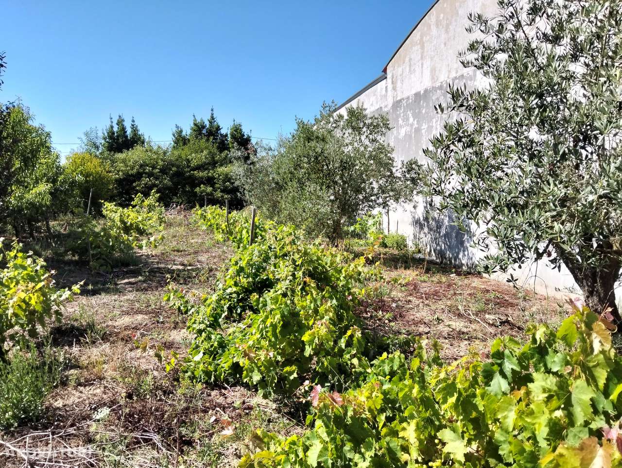 Moradia com terreno c/2 artigos Casal Jorge Dias -Alcobaça-24