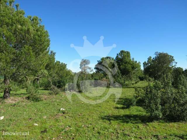 Terreno rústico com pinhal 8ha - Grande imagem: 4/8