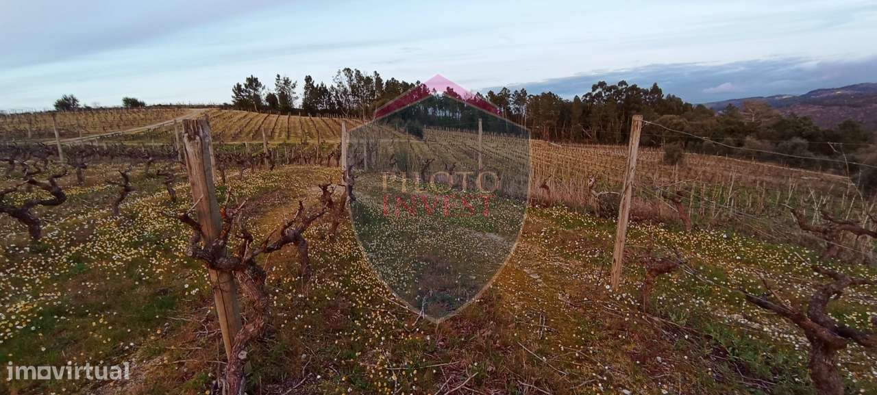 Quinta  Venda em Sezures,Penalva do Castelo-7