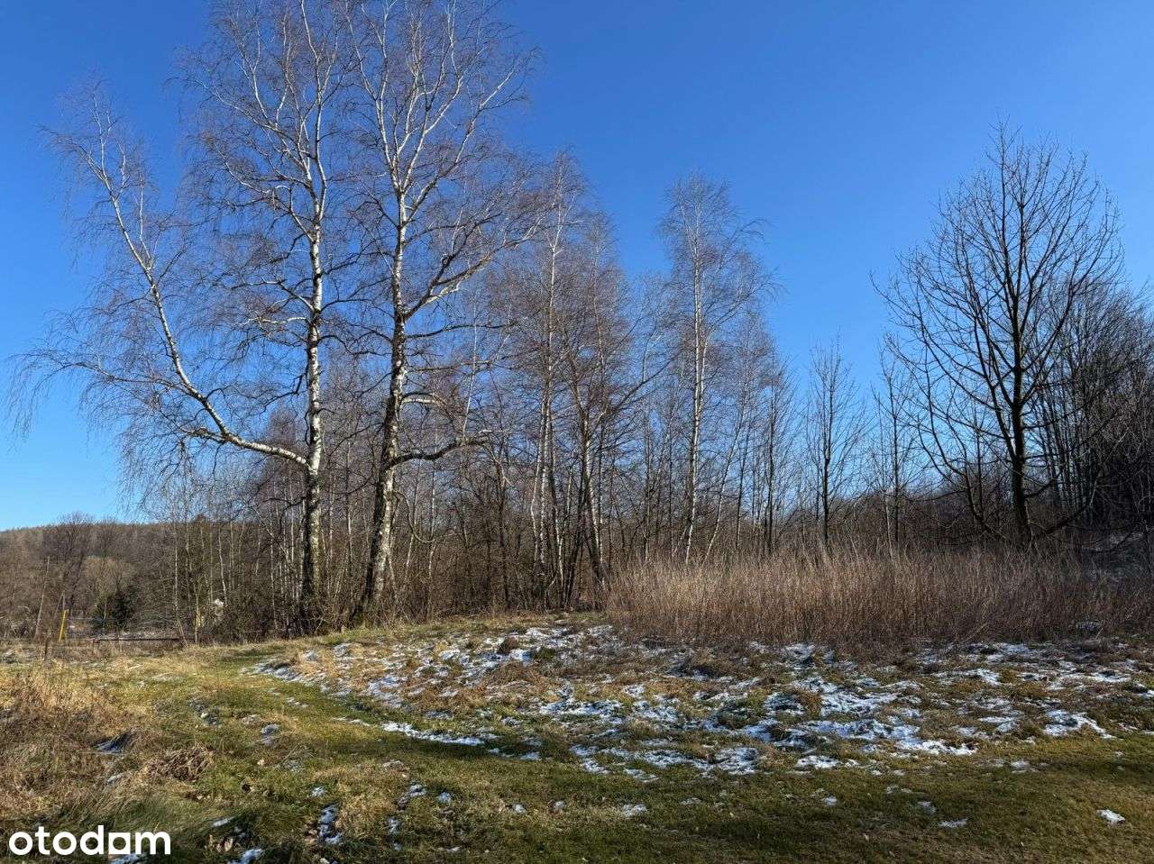 Atrakcyjna działka 2,5 ha w Jarnołtówku - Pełny obrazek: 4/4