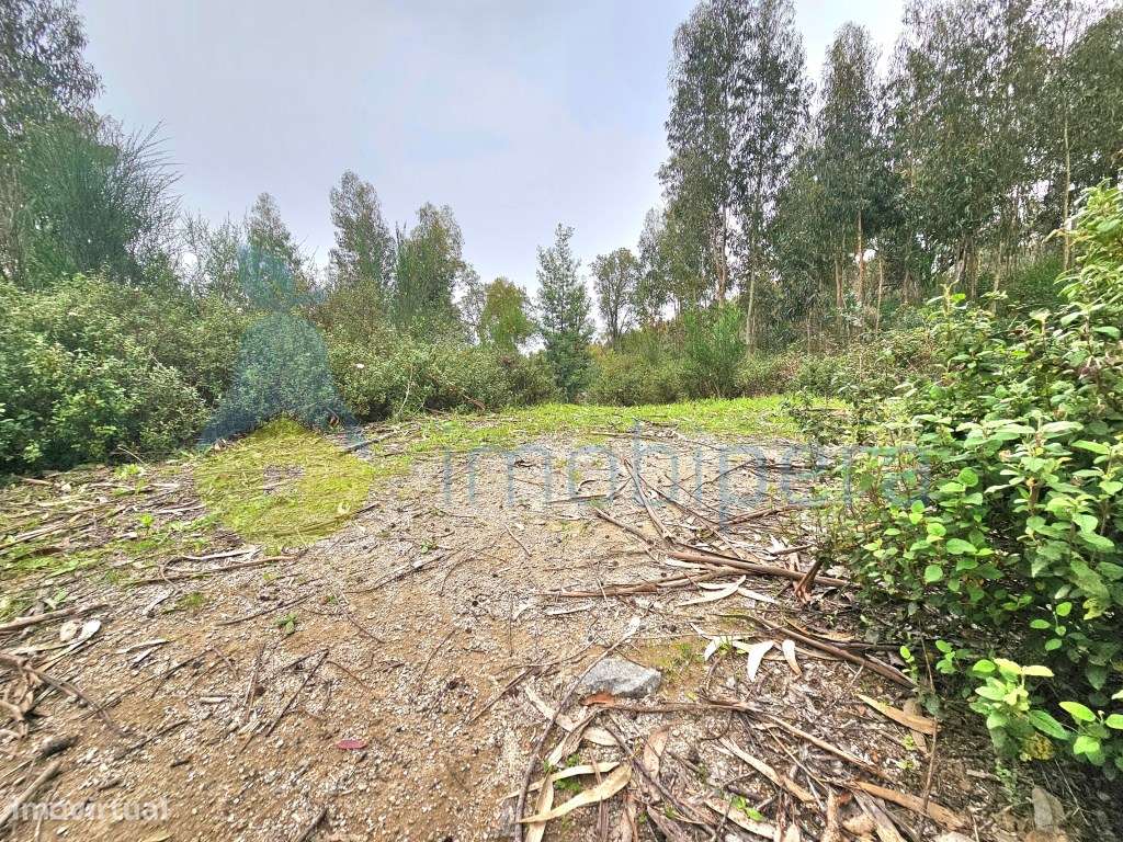 Um excelente terreno, ideal para cultivo, com 3 hectares e com uma ... - Grande imagem: 4/14