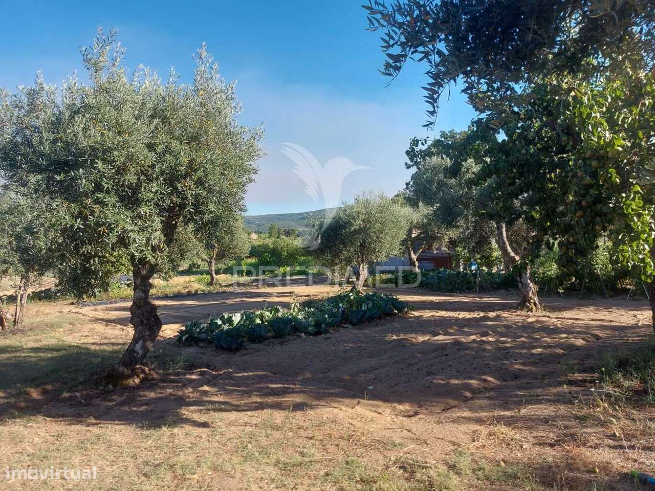 Quintinha com 5000 m2 para venda - Grande imagem: 3/7