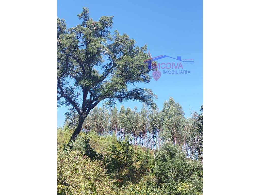 Terreno com muito potencial perto de ribeira - Grande imagem: 4/10