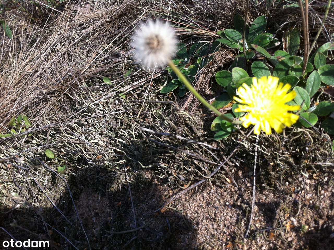 DZIAŁKA budowlana 1252 m2 Nowogród gm. Golub-Dobrzuń - Pełny obrazek: 4/5