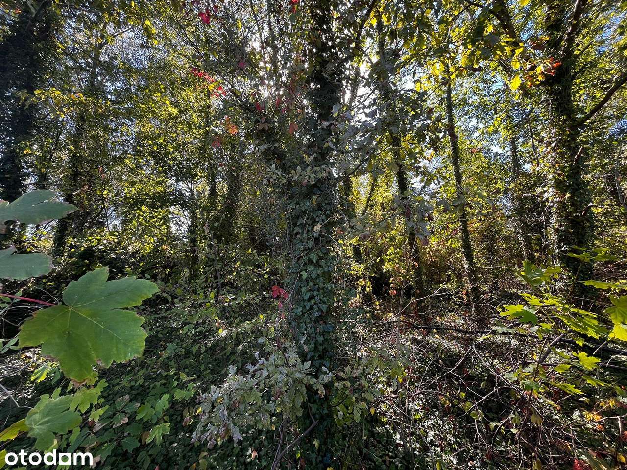 Działka 2376 m² z MPZP – Międzyborów media.-13