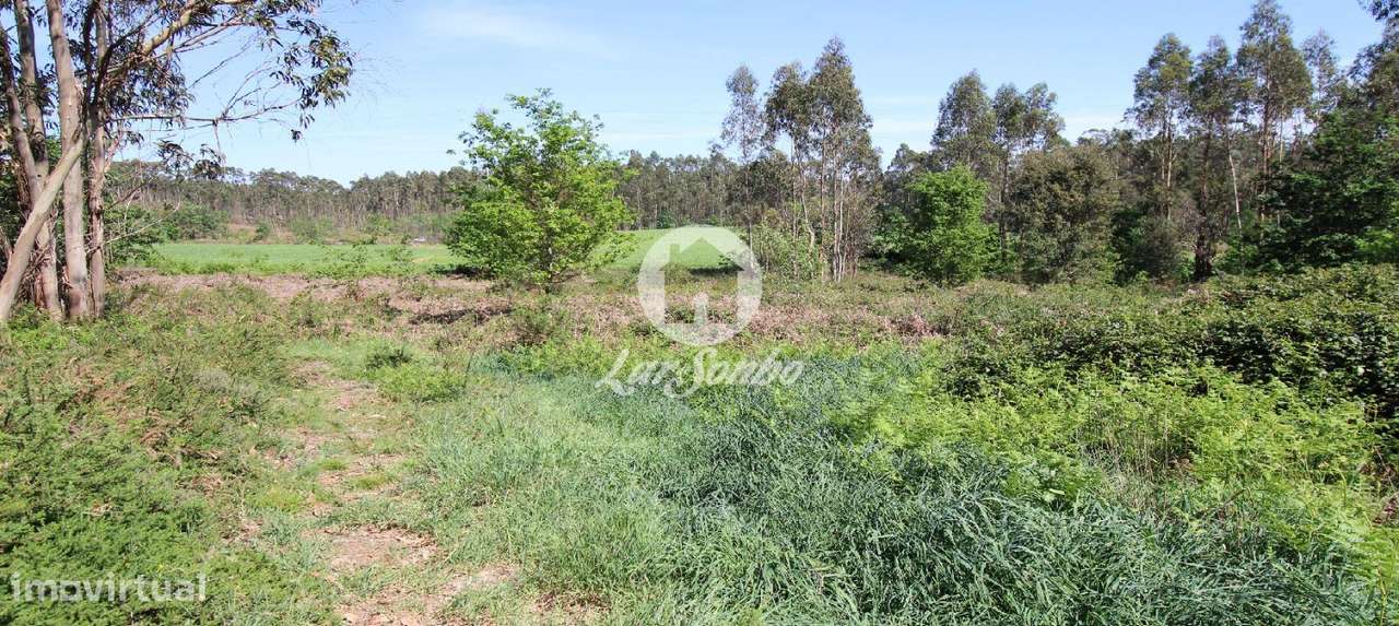 Bouça com 15.500m2 em Fradelos - Grande imagem: 4/5