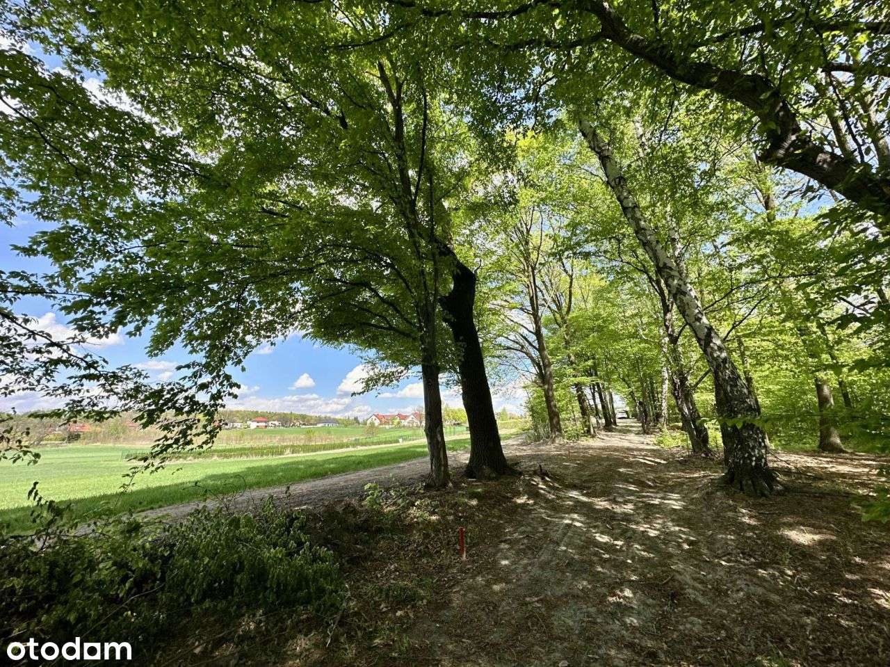 Działka z lasem - Mysłowice, ul. Graniczna-0