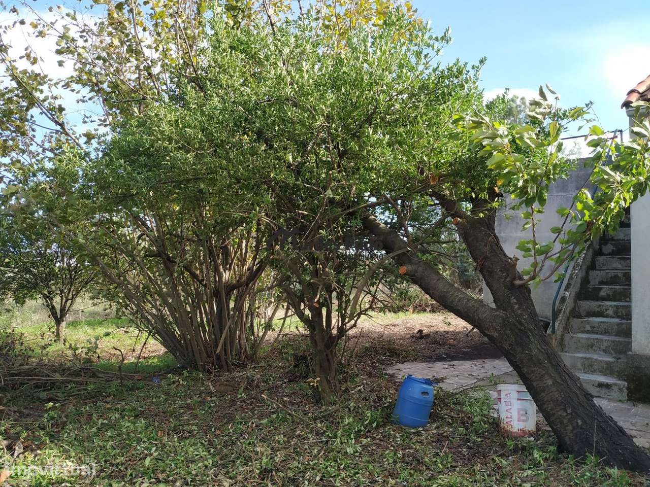 Excelente Quinta com habitação - Grande imagem: 5/29