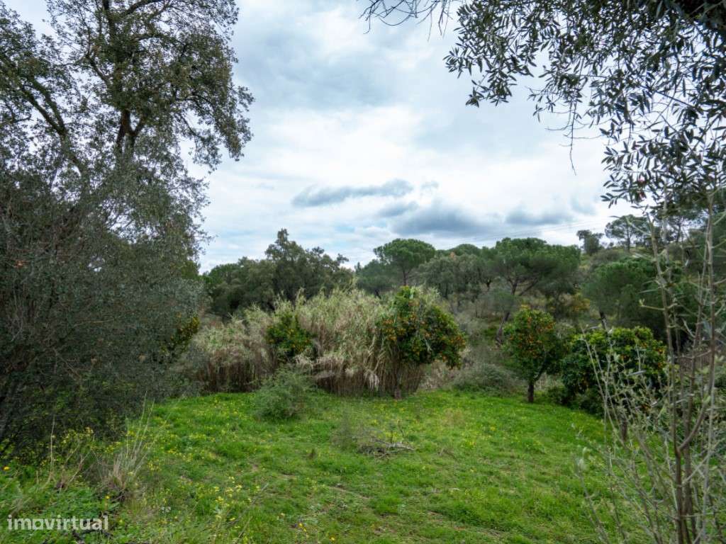 QUINTA COM 5HA DE TERRENO COM 500M2 URBANO - GALVEIAS - PONTE DE SOR-29