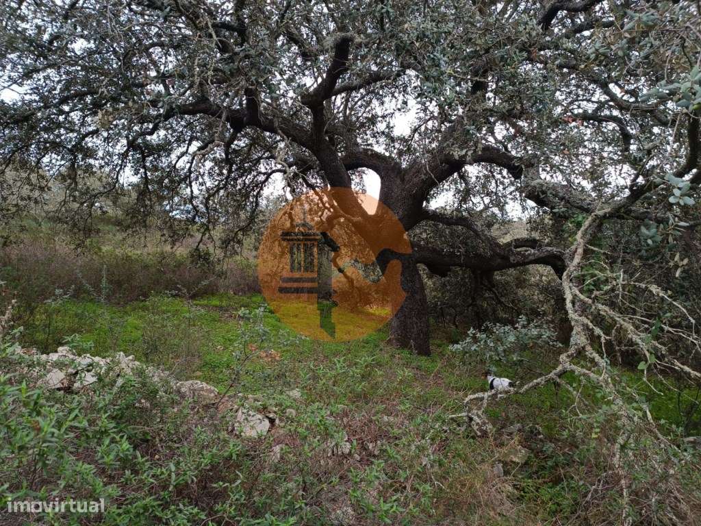 TERRENO COM 28.080 M2 - PLANO - COM POSSIBILIDADE DE CONSTRUIR ARMA... - Grande imagem: 5/31