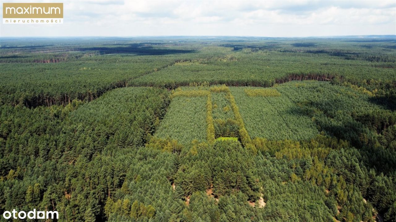 Działka leśna 0,6 ha | Długi Kąt | gmina Józefów
