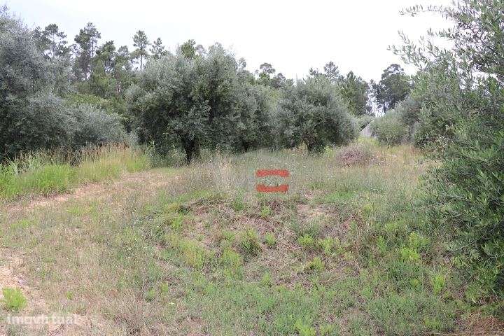 Terreno com oliveiras - Grande imagem: 4/12