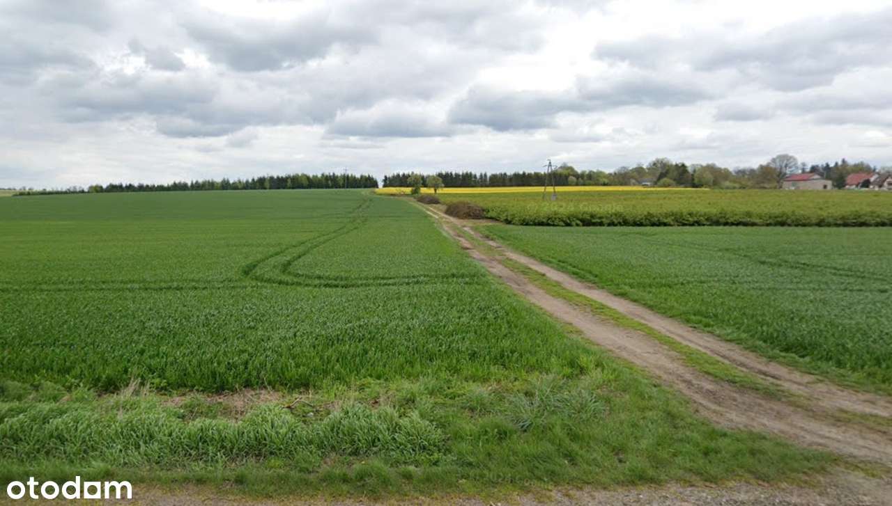 Działka rolna z plantacją jodły Krzemieniewo gmina  Czarne - Pełny obrazek: 5/5