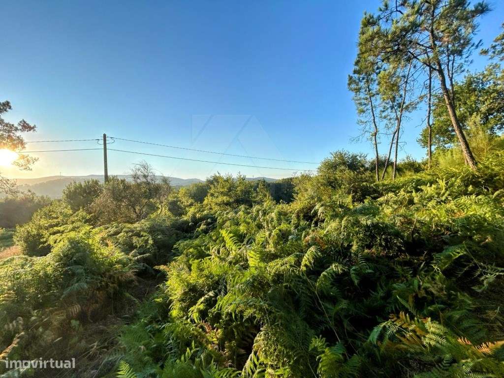 Terreno com área total de 110m2- Floresta de Produção com Potencial... - Grande imagem: 2/5