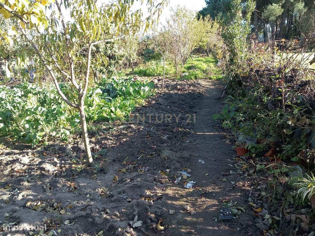 Quintinha Póvoa Rio de Moinhos- Castelo Branco - Grande imagem: 4/17