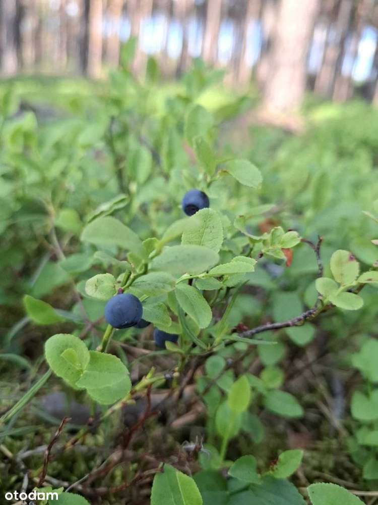 Przytulne mieszkanie w sercu Puszczy Nadnoteckiej!-18