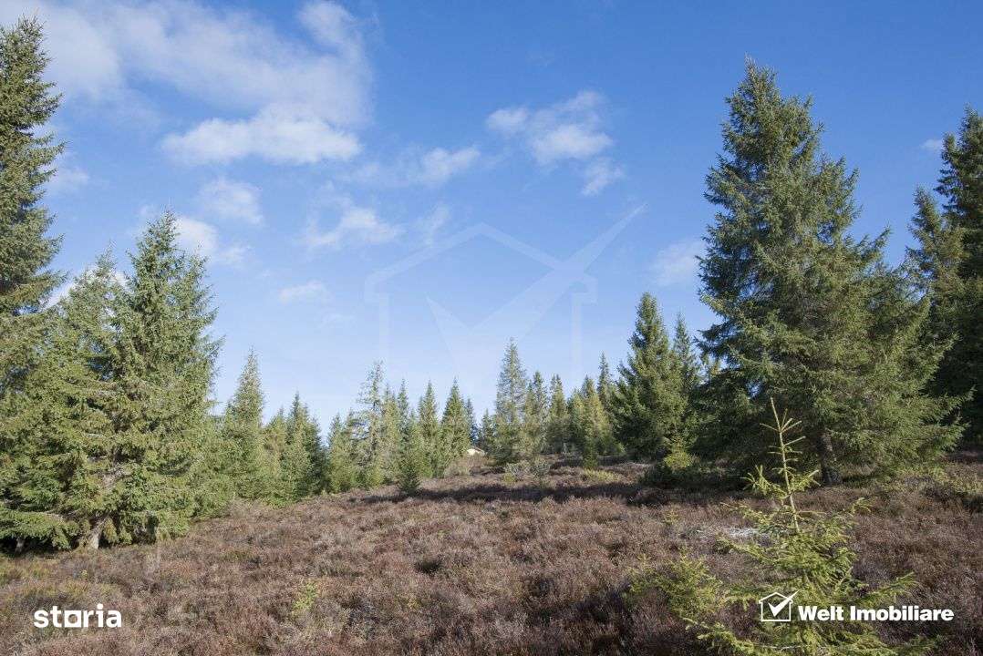 Se vinde teren cat un munte in Apuseni - Poiana Horea-4