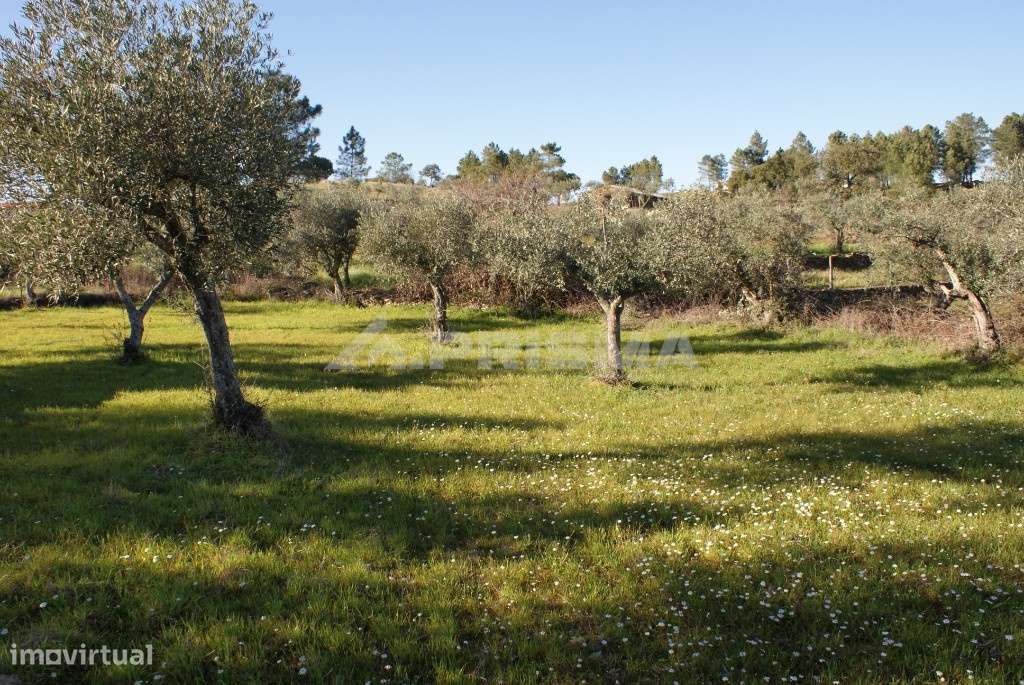 Terreno tipo horta para venda - Grande imagem: 3/8