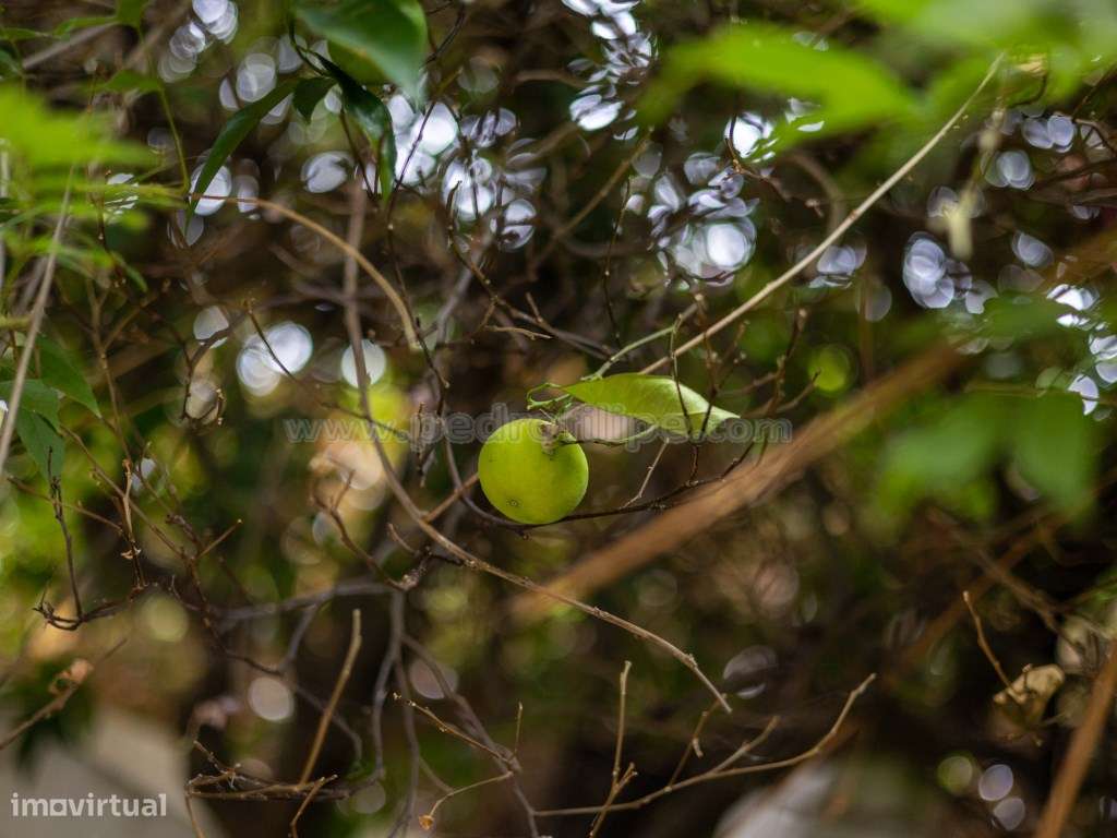 Charmosa Casa Histórica no Coração de Elvas-8