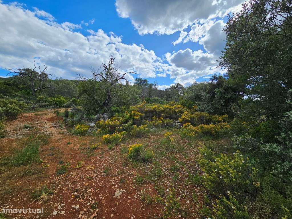 Terreno rústico junto a estrada a 5 minutos de Loulé - Grande imagem: 5/6