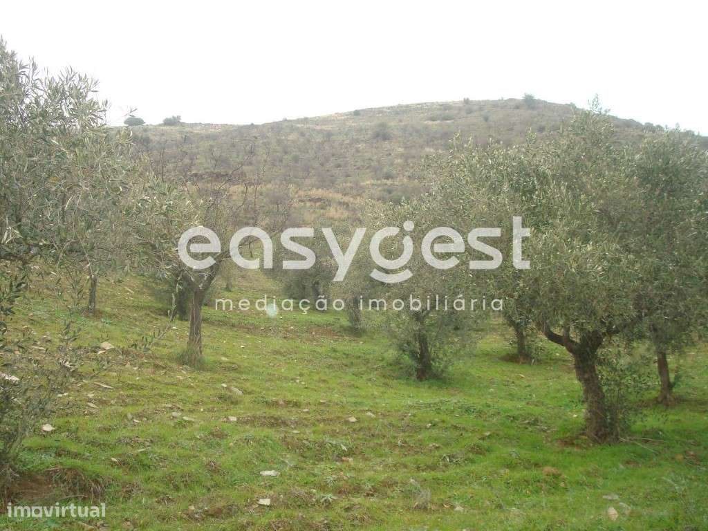 Terreno Rústico em Vila nova de Foz Côa. - Grande imagem: 5/11