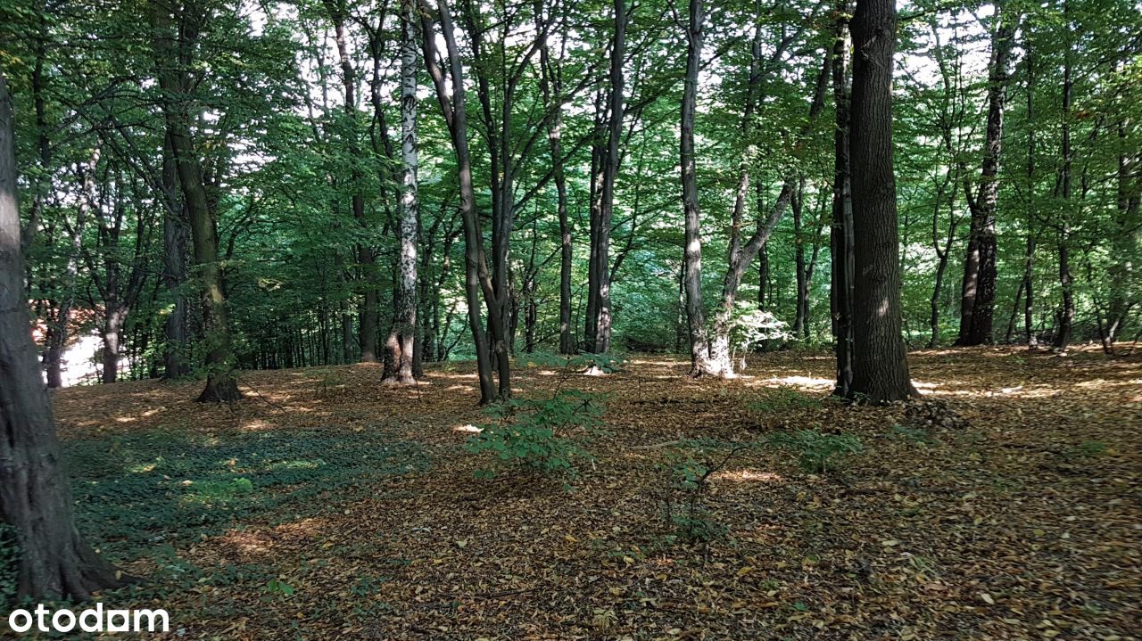 Prywatny las w Krakowie Swoszowicach