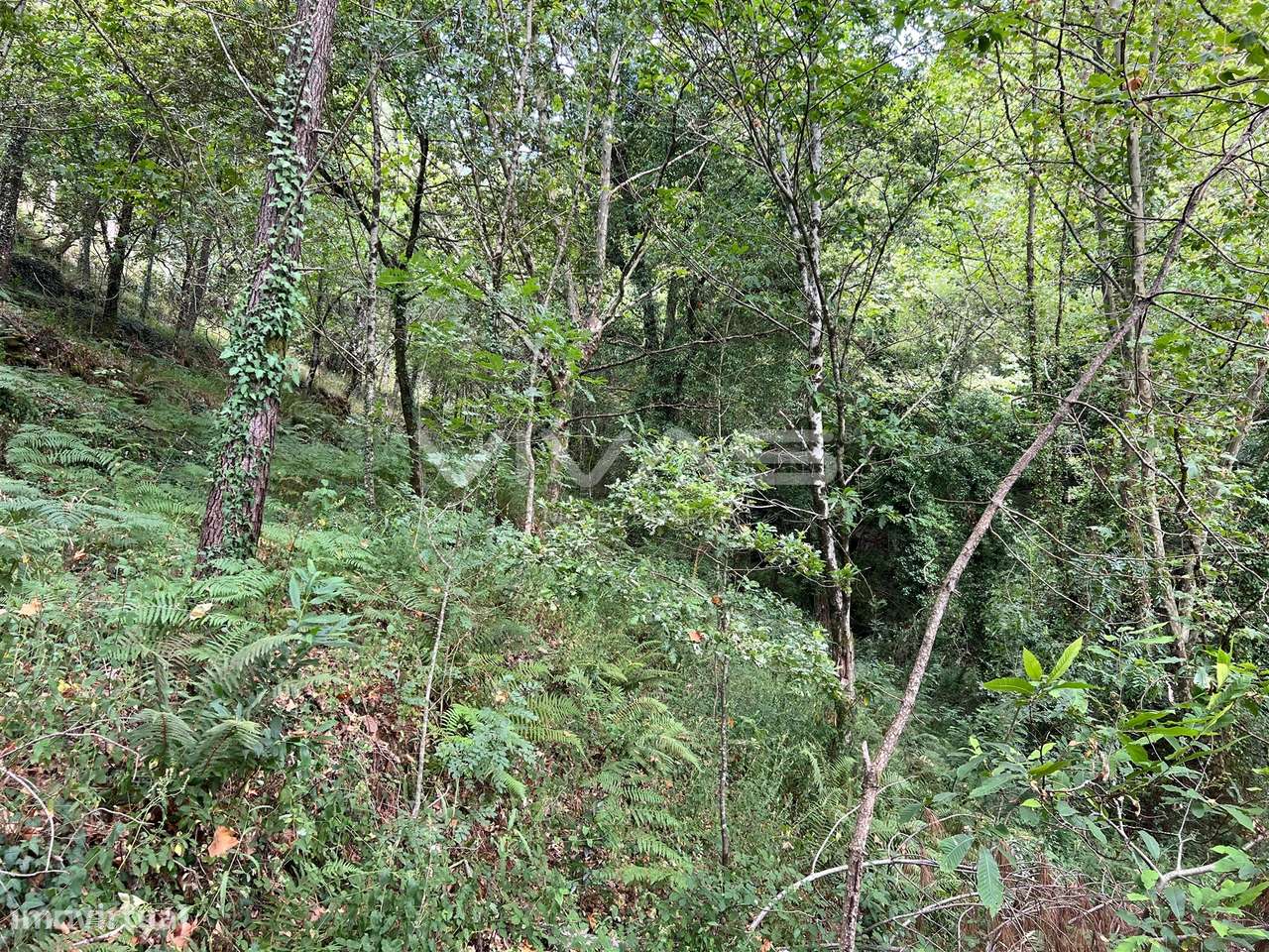 Terreno Rústico  Venda em Bouro (Santa Marta),Amares - Grande imagem: 4/14