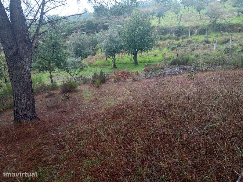 Pinhal novo e pequeno olival - Paranhos da Beira - Grande imagem: 5/8