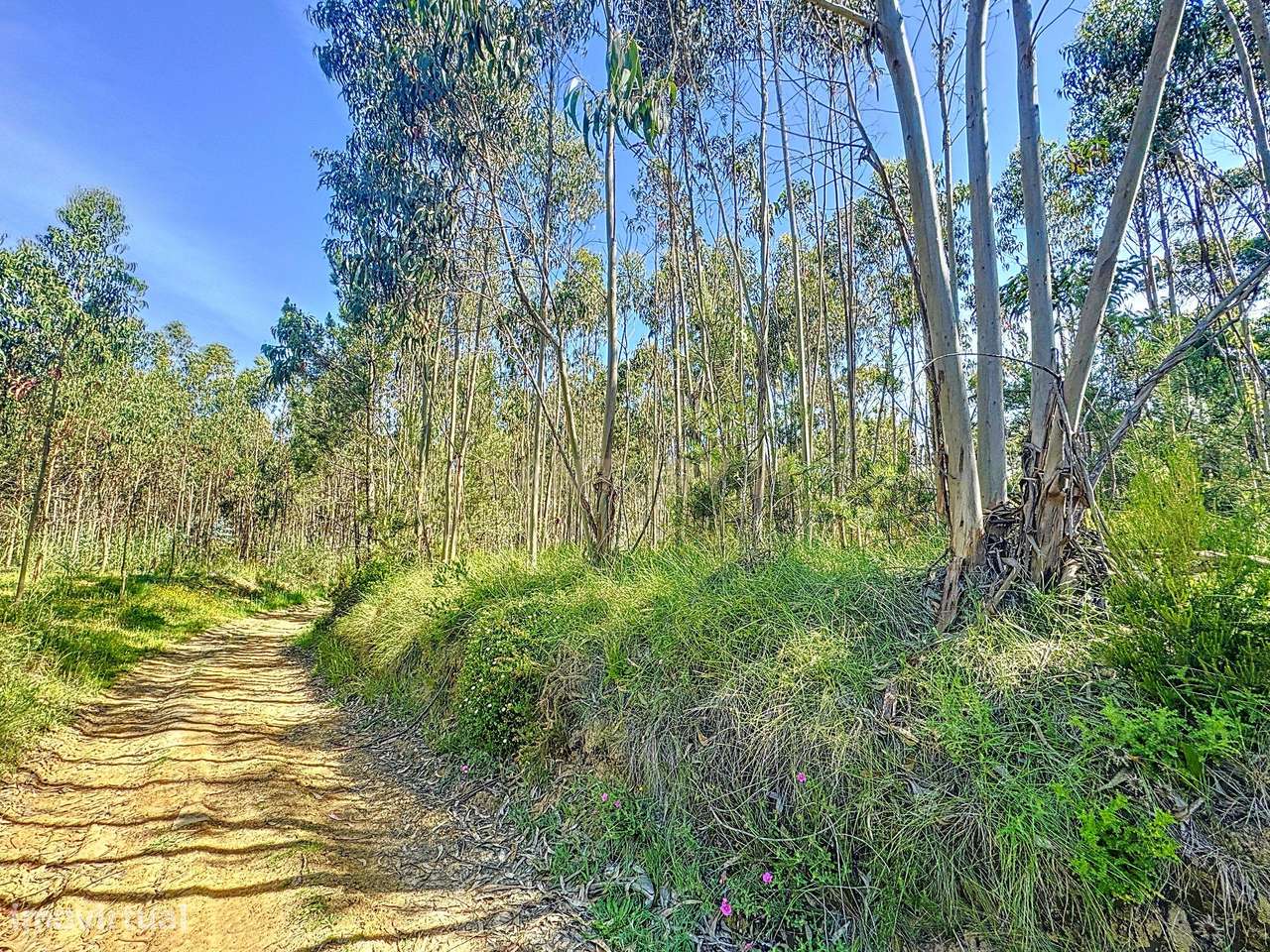 Terreno Rustico com Árvores! - Grande imagem: 3/5