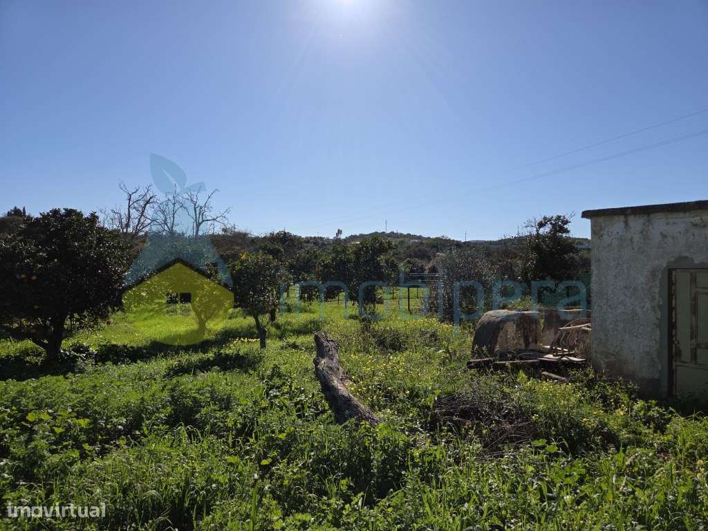 Horta com Nora - Grande imagem: 3/5